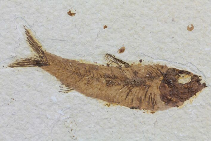 Knightia Fossil Fish - Wyoming #75906
